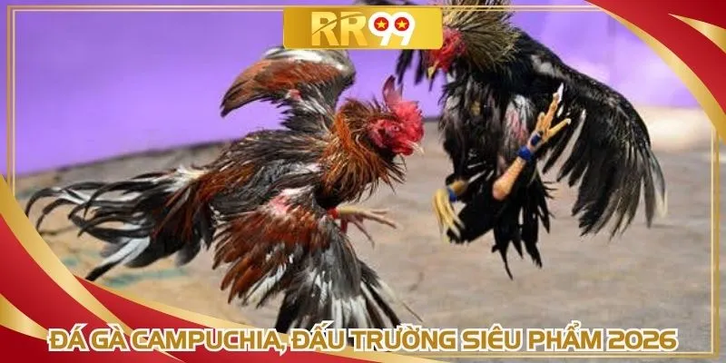 Đá gà Campuchia, đấu trường siêu phẩm 2026